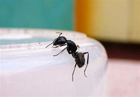 最近家裡很多螞蟻 半吉意思